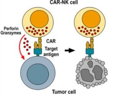CAR-NK细胞